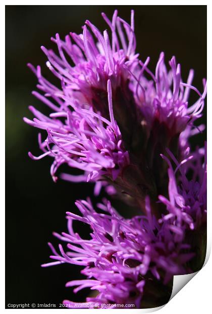 Bright Purple Liatris Flower Abstract Print by Imladris 