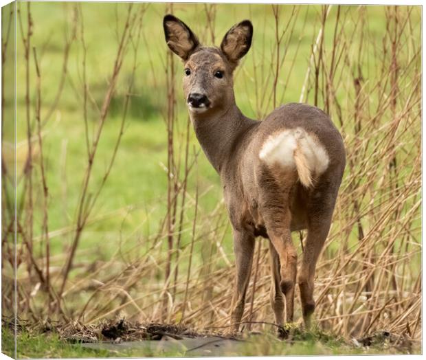 Roe Deer grazing Canvas Print by Jonathan Thirkell