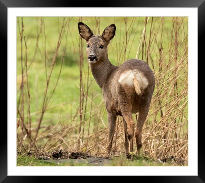 Roe Deer grazing Framed Mounted Print by Jonathan Thirkell