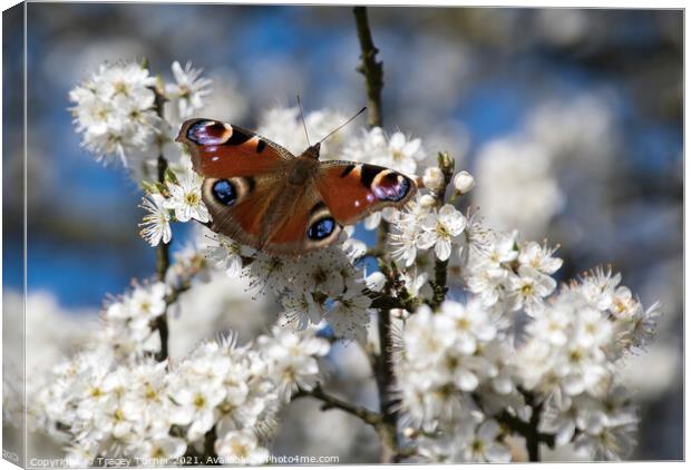 Vibrant Peacock Butterfly Among White Spring Bloss Canvas Print by Tracey Turner