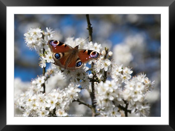 Vibrant Peacock Butterfly Among White Spring Bloss Framed Mounted Print by Tracey Turner