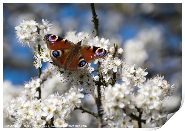 Vibrant Peacock Butterfly Among White Spring Bloss Print by Tracey Turner