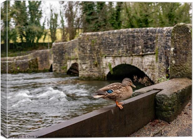 Mallard duck on the River Wye, Ashford in the Water  Canvas Print by Chris Yaxley