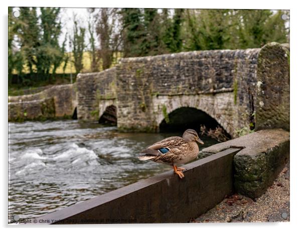 Mallard duck on the River Wye, Ashford in the Water  Acrylic by Chris Yaxley