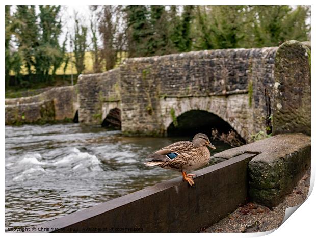 Mallard duck on the River Wye, Ashford in the Water  Print by Chris Yaxley