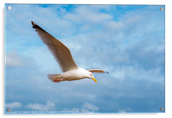 Rise of the Gull Acrylic by Trevor Oliver