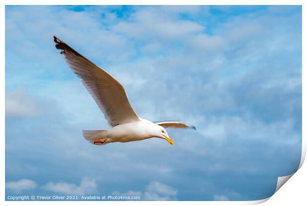 Rise of the Gull Print by Trevor Oliver