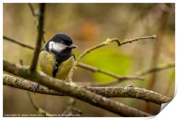 Animal bird Print by Jason Atack