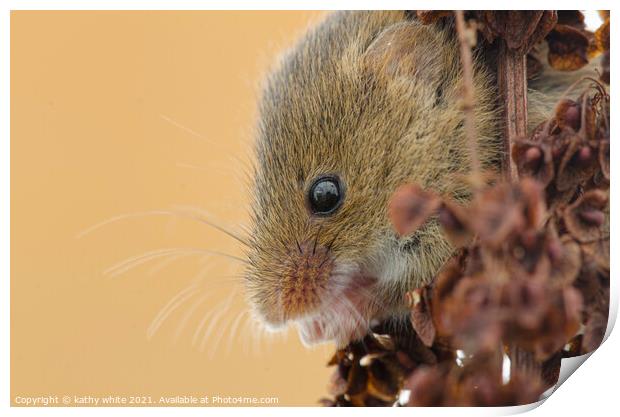 Harvest Mouse,Harvest  mice,nature wildlife  Print by kathy white