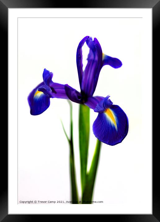 The Purple Iris Framed Mounted Print by Trevor Camp