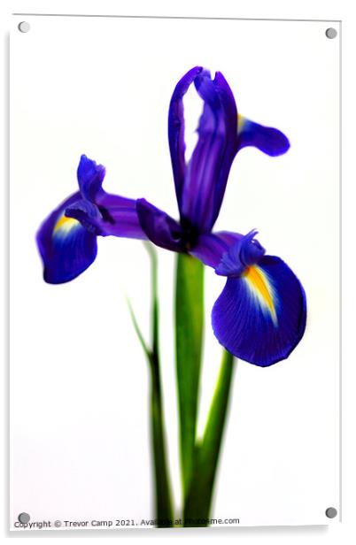 The Purple Iris Acrylic by Trevor Camp