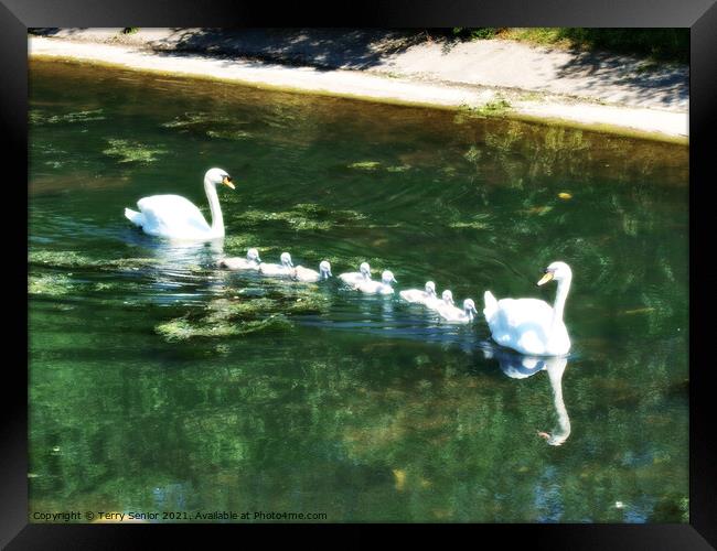 A family of Mute Swans in Regents Park London in HDR Framed Print by Terry Senior