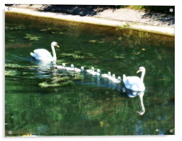 A family of Mute Swans in Regents Park London in HDR Acrylic by Terry Senior