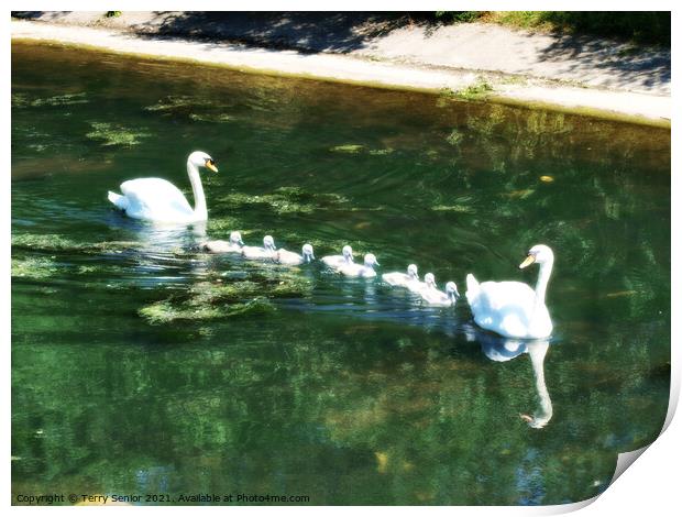 A family of Mute Swans in Regents Park London in HDR Print by Terry Senior