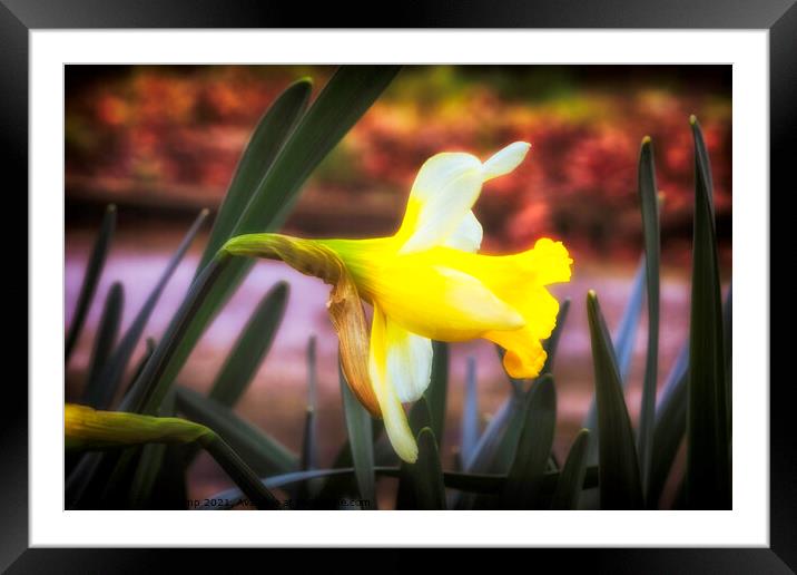The Spring Daffodil Framed Mounted Print by Trevor Camp