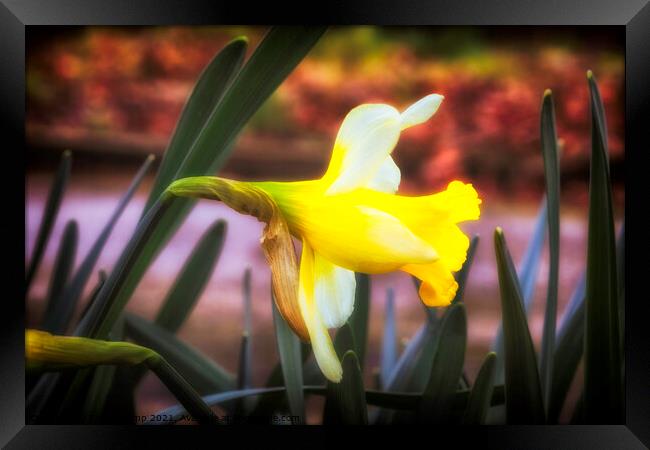 The Spring Daffodil Framed Print by Trevor Camp