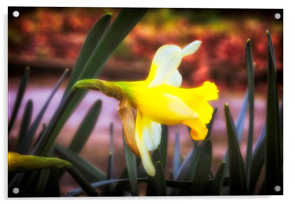 The Spring Daffodil Acrylic by Trevor Camp