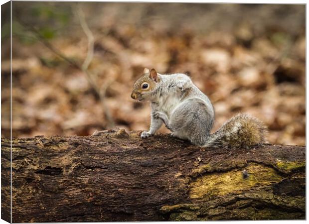 Scratching squirrel Canvas Print by David Hall