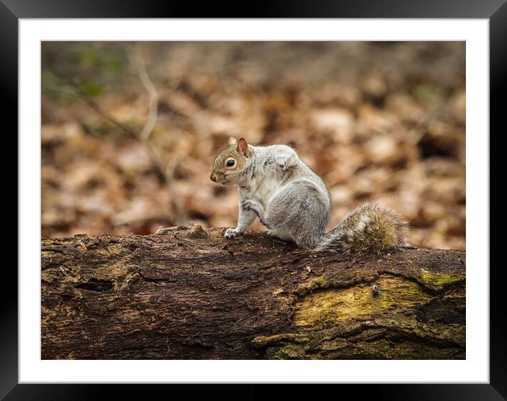 Scratching squirrel Framed Mounted Print by David Hall
