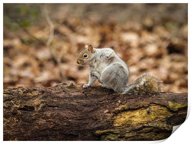Scratching squirrel Print by David Hall