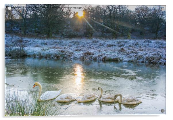 Swans at Bradgate Country Park Acrylic by Stuart C Clarke