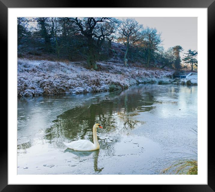 Swan at Bradgate Country Park Framed Mounted Print by Stuart C Clarke