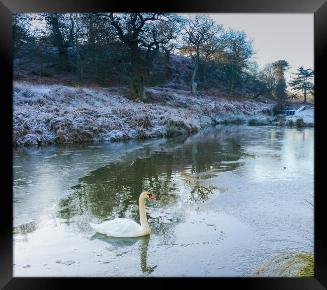 Swan at Bradgate Country Park Framed Print by Stuart C Clarke