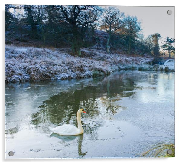 Swan at Bradgate Country Park Acrylic by Stuart C Clarke
