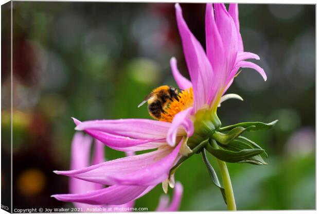 A close up of a Dahlia flower with a bee Canvas Print by Joy Walker