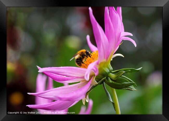 A close up of a Dahlia flower with a bee Framed Print by Joy Walker