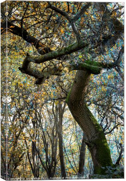 A mature Oak tree Canvas Print by Joy Walker