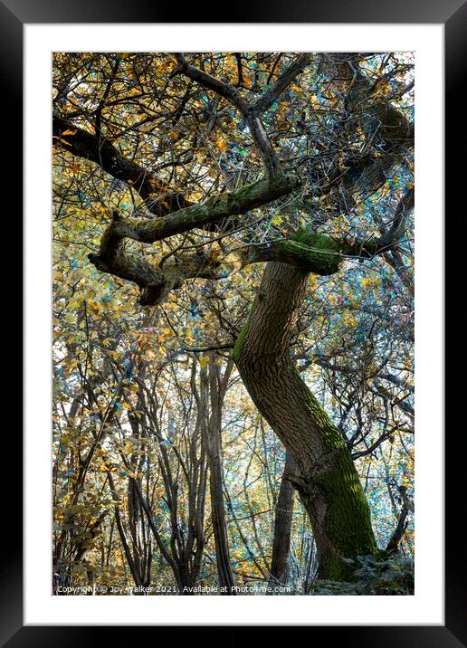 A mature Oak tree Framed Mounted Print by Joy Walker