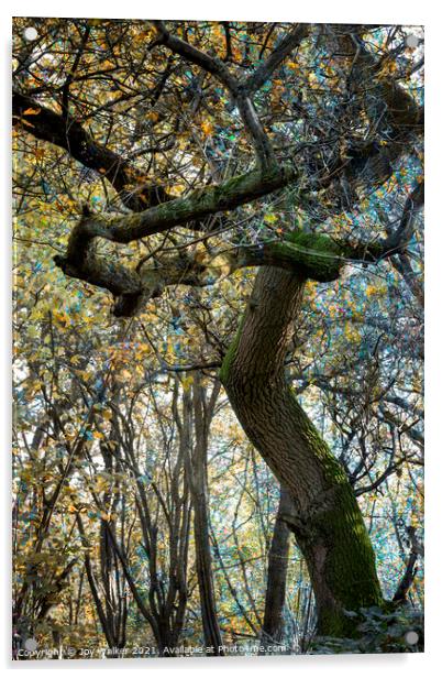 A mature Oak tree Acrylic by Joy Walker