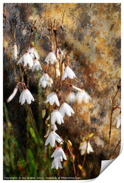 Autumn Snowflake flowers Print by Joy Walker