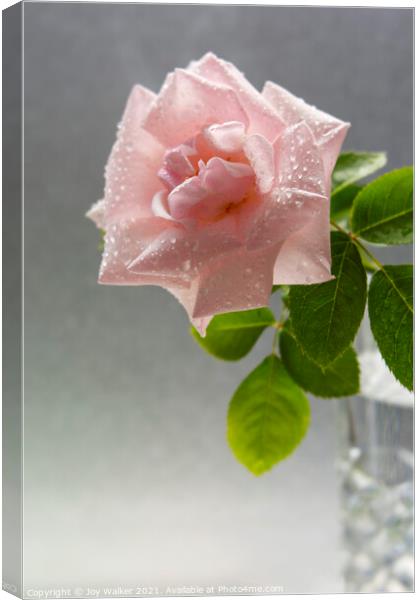 A single pink rose with water droplets in a vase Canvas Print by Joy Walker