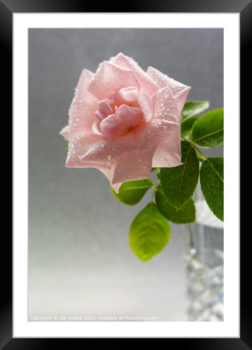 A single pink rose with water droplets in a vase Framed Mounted Print by Joy Walker