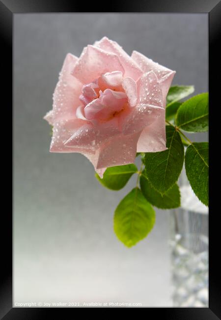 A single pink rose with water droplets in a vase Framed Print by Joy Walker