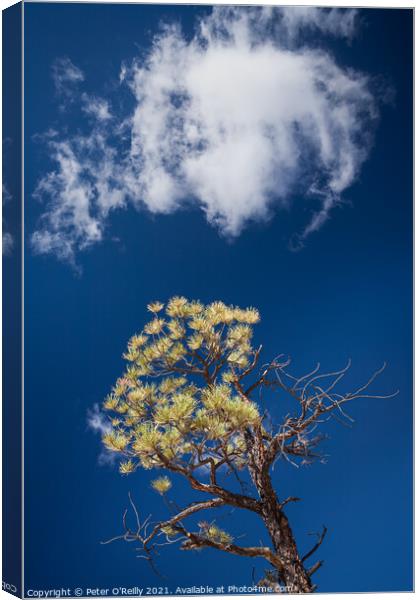 Pine Tree and Cloud Canvas Print by Peter O'Reilly