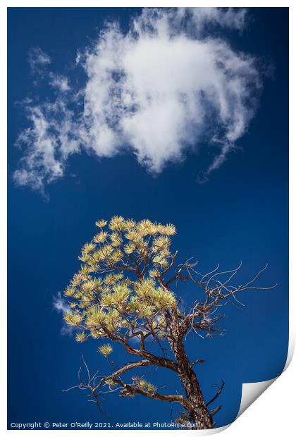 Pine Tree and Cloud Print by Peter O'Reilly
