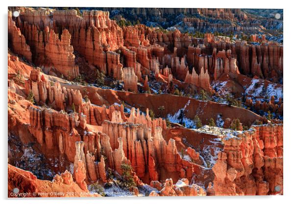 Sunrise at Bryce Canyon #6 Acrylic by Peter O'Reilly
