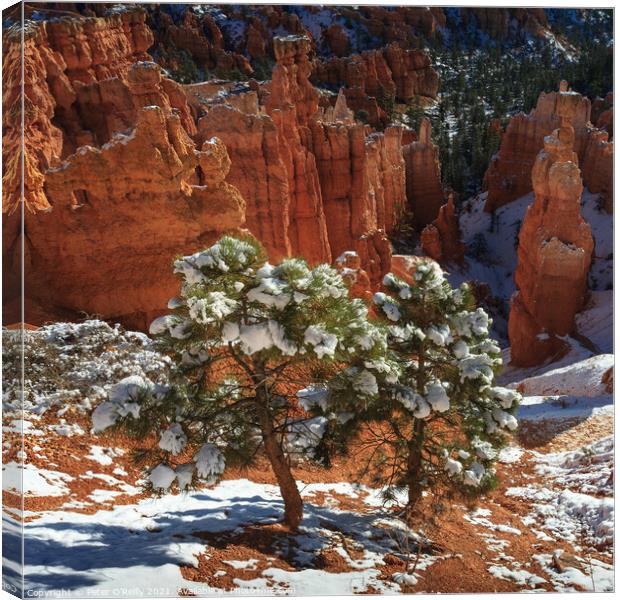 Pine Trees, Bryce Canyon Canvas Print by Peter O'Reilly