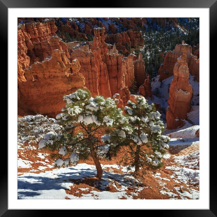 Pine Trees, Bryce Canyon Framed Mounted Print by Peter O'Reilly