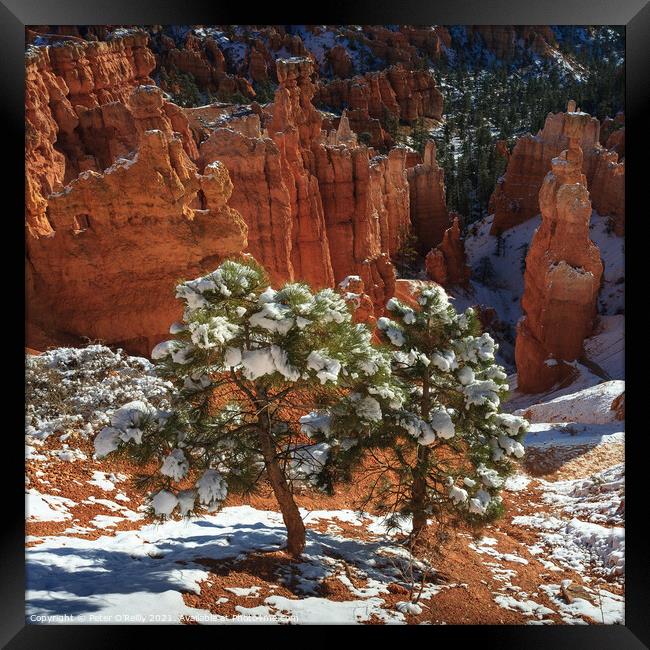 Pine Trees, Bryce Canyon Framed Print by Peter O'Reilly