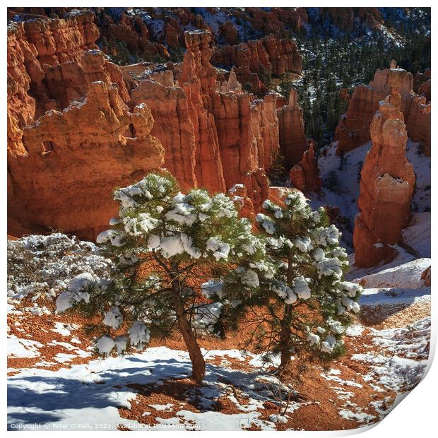 Pine Trees, Bryce Canyon Print by Peter O'Reilly