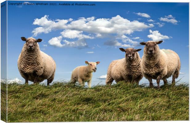 Sheep on the Hill. Canvas Print by Steve Whitham