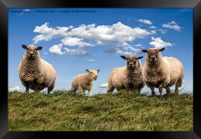 Sheep on the Hill. Framed Print by Steve Whitham