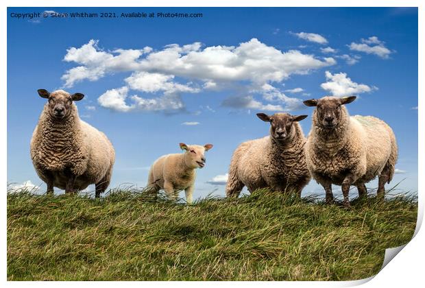 Sheep on the Hill. Print by Steve Whitham