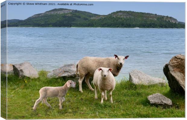 Sheep by the Lake. Canvas Print by Steve Whitham
