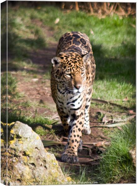 A Jaguar that is standing in the grass Canvas Print by Stephen Johnson