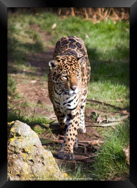 A Jaguar that is standing in the grass Framed Print by Stephen Johnson